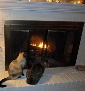 Cats by the fireplace